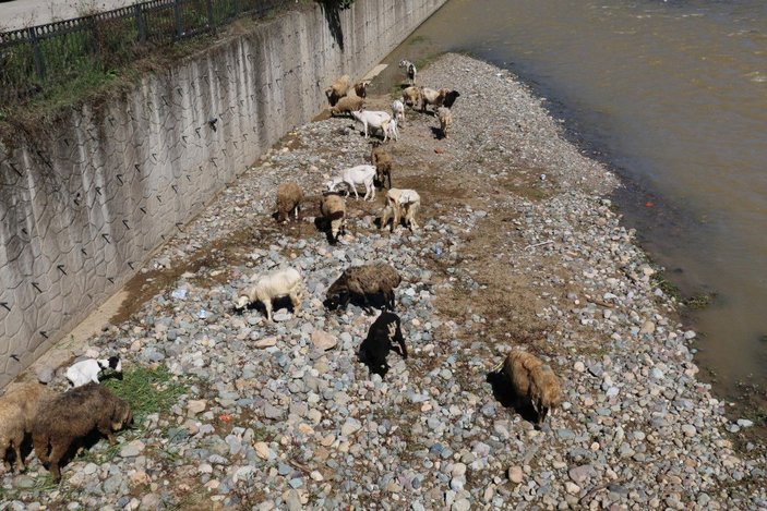 Trabzon'da çoban uyudu, küçükbaş sürüsü derede mahsur kaldı