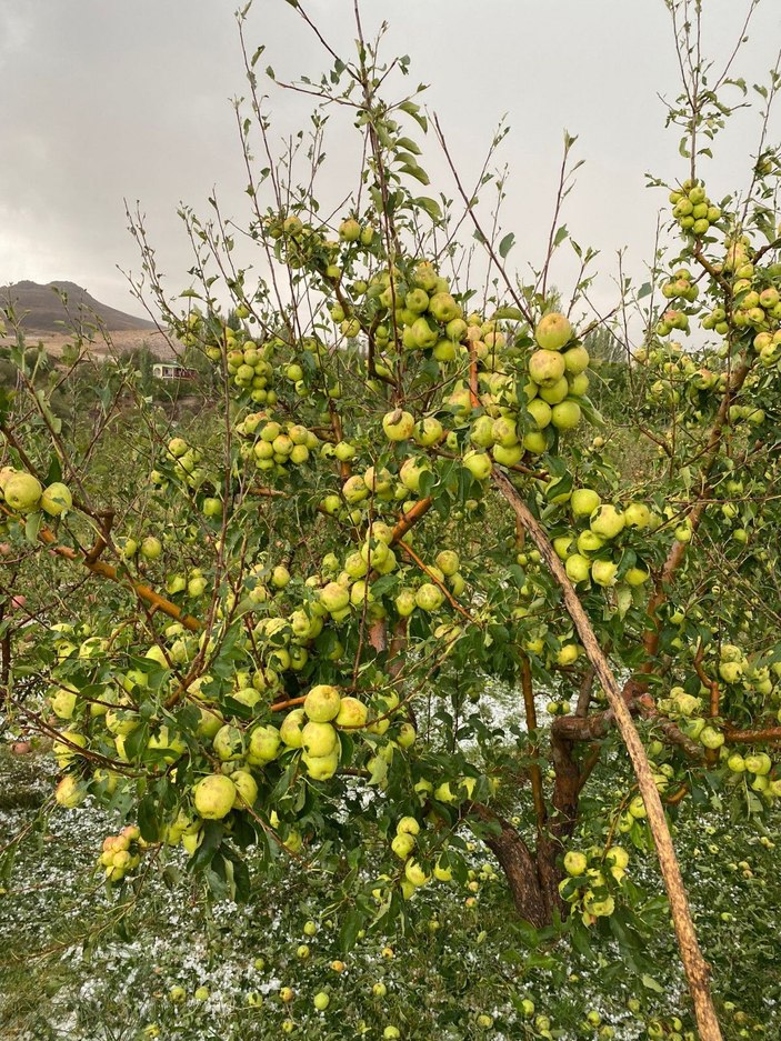Niğde’de dolu yağışı elma bahçelerine zarar verdi -2