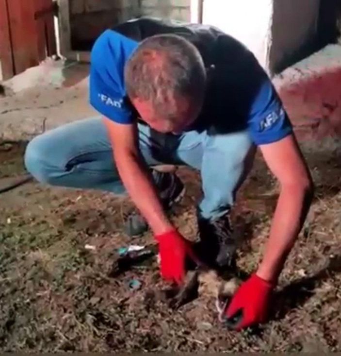 AFAD görevlisi, kalbi duran köpeği kalp masajıyla hayata döndürdü -3