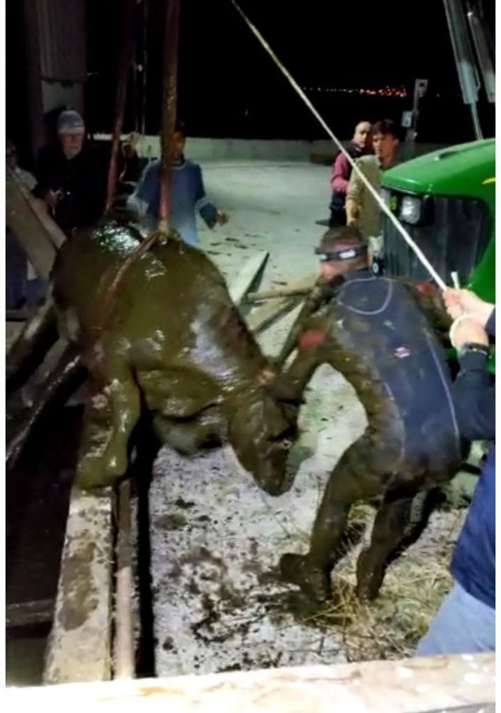 AFAD görevlisi, kalbi duran köpeği kalp masajıyla hayata döndürdü -6