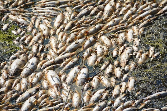 Bakırçay'da binlerce ölü balık kıyıya vurdu -2