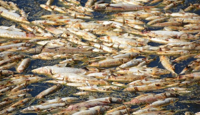 Bakırçay'da binlerce ölü balık kıyıya vurdu -8