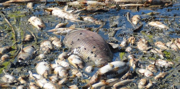 Bakırçay'da binlerce ölü balık kıyıya vurdu -3