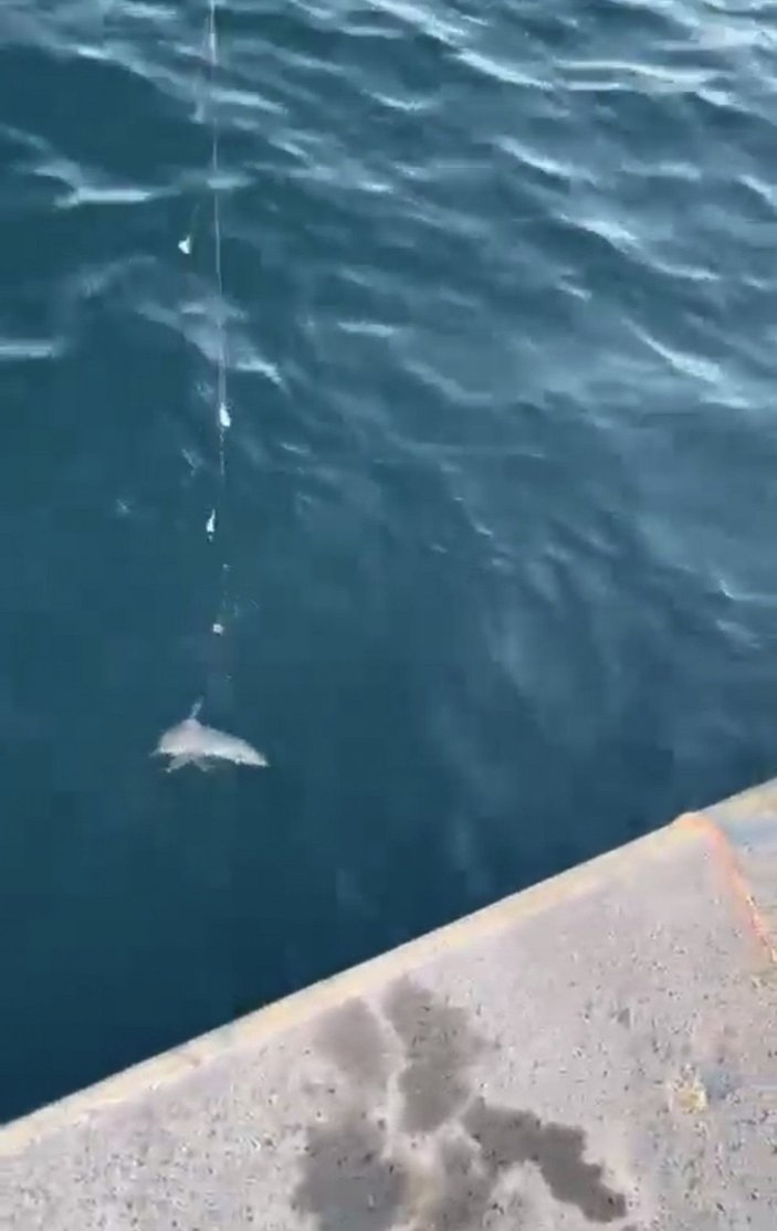 Beykoz'da oltasına yavru köpek balığı takıldı -4
