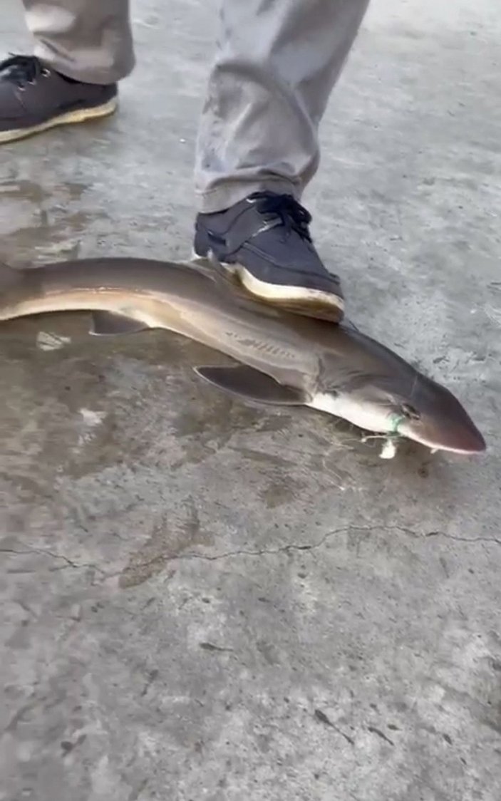 Beykoz'da oltasına yavru köpek balığı takıldı -6
