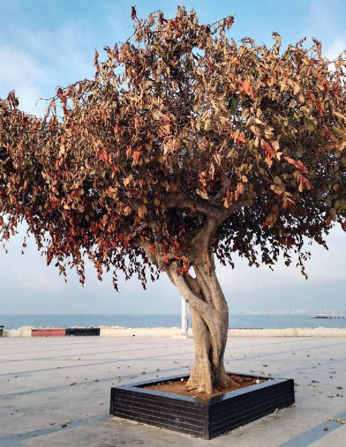 Mersin'de ağacın kurutulmasında sanıklara 4 yıla kadar hapis istemi -4