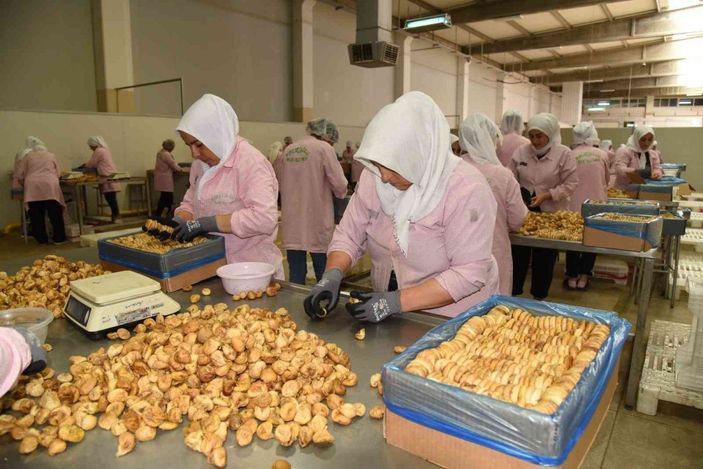 Aydın incirinin ihracat yolculuğu başladı -3