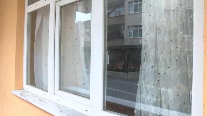 Büyükçekmece'de mahallelinin sinekli ev paniği  -2