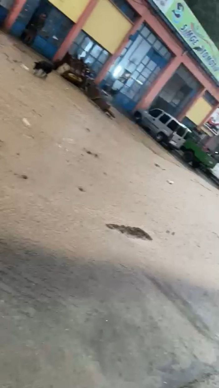 Artvin'de sağanak; ev ve iş yerlerini su bastı -3