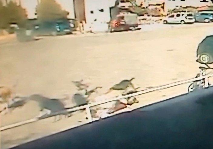 Edirne'de sokak köpeklerinin saldırdığı 12 yaşındaki Umut, ağır yaralandı -3