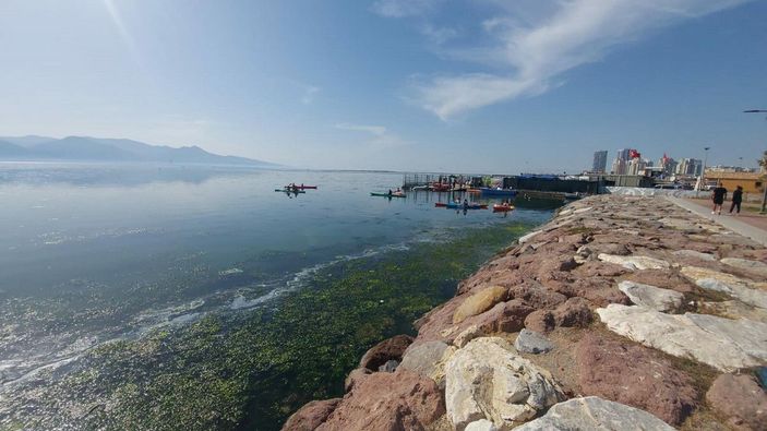 İzmir sahillerini deniz marulu kapladı; su yeşile büründü -3