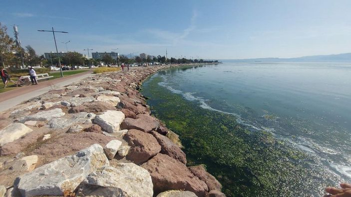 İzmir sahillerini deniz marulu kapladı; su yeşile büründü -5