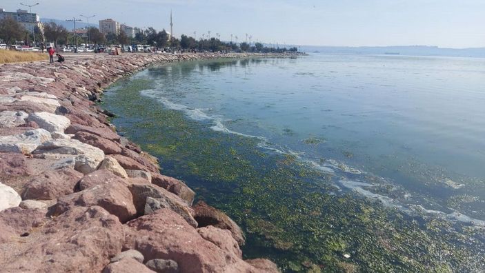 İzmir sahillerini deniz marulu kapladı; su yeşile büründü -4