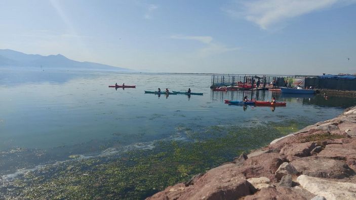 İzmir sahillerini deniz marulu kapladı; su yeşile büründü -2
