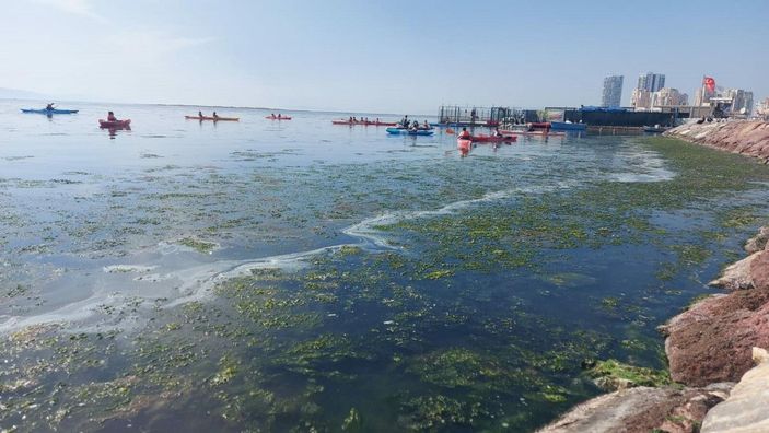 İzmir sahillerini deniz marulu kapladı; su yeşile büründü -6