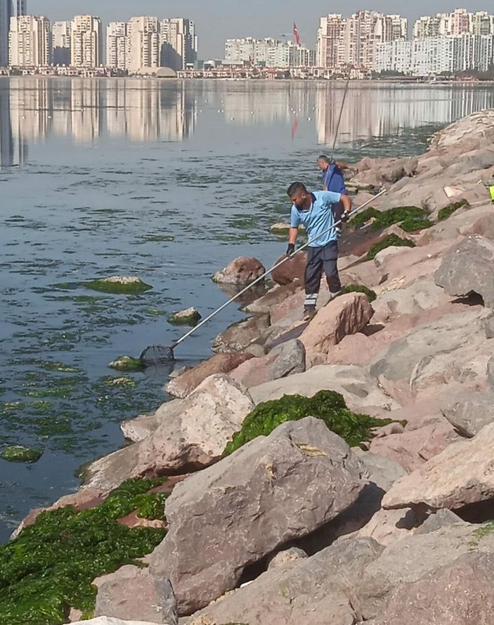 İzmir sahillerini deniz marulu kapladı; su yeşile büründü -10