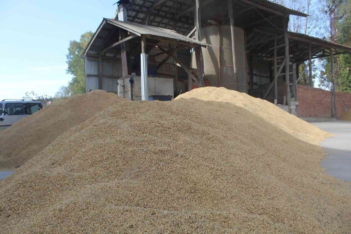 Sinop’ta çeltik kurutma işlemleri sürüyor -4