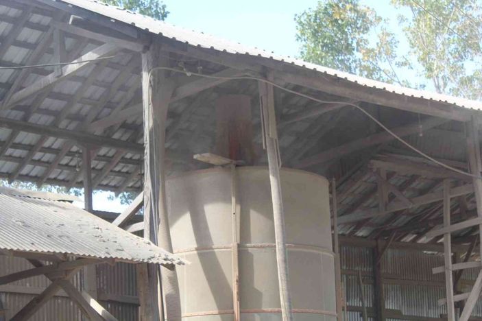 Sinop’ta çeltik kurutma işlemleri sürüyor -3