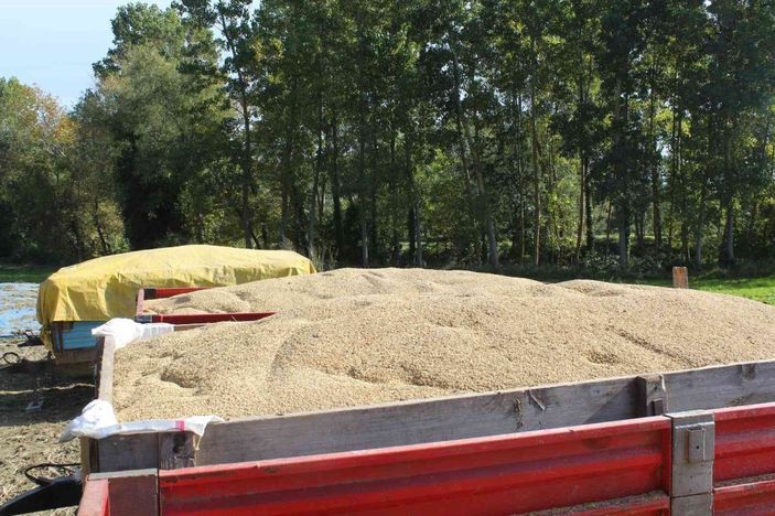 Sinop’ta çeltik kurutma işlemleri sürüyor -6