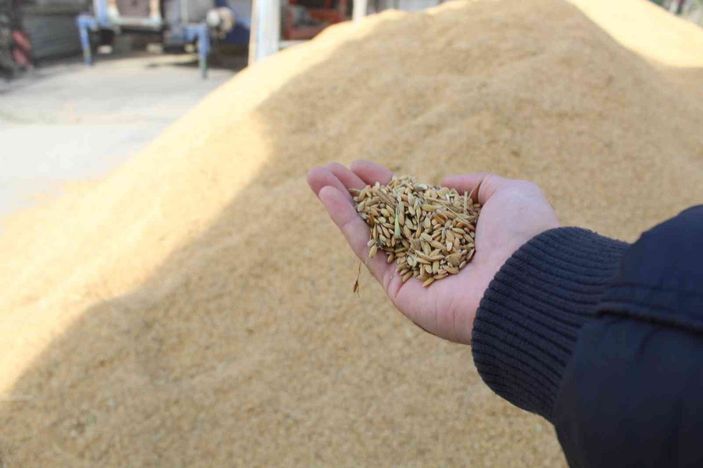 Sinop’ta çeltik kurutma işlemleri sürüyor -1