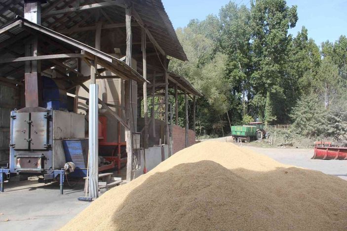 Sinop’ta çeltik kurutma işlemleri sürüyor -2