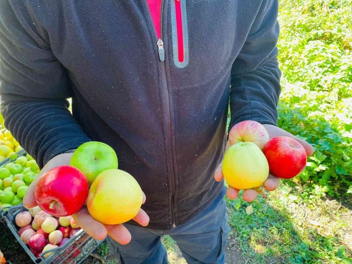 Tatvan’da elma hasadı -2