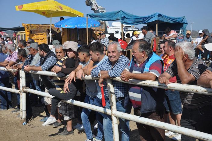 Datça'da geleneksel boğa güreşleri yapıldı, hayvanseverler tepki gösterdi -6