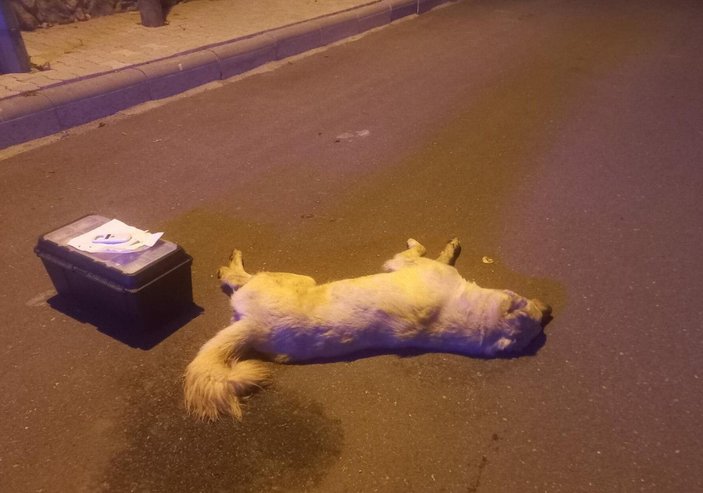 Tavuklarına saldıran köpekleri zehirleyerek öldürdü, serbest kaldı -3