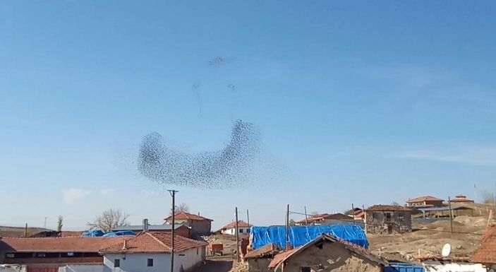 Çorum semalarında sığırcık sürüsü güzelliği -1