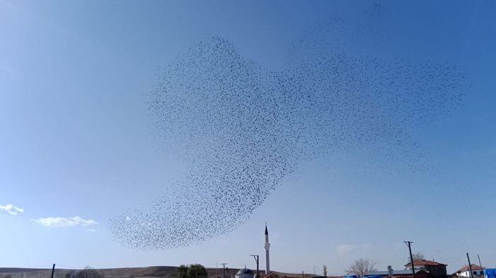 Çorum semalarında sığırcık sürüsü güzelliği -2