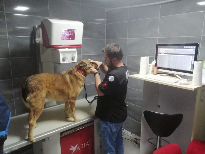 Topallayan köpeğin bacağından 200'den fazla 'saçma' çıktı -4