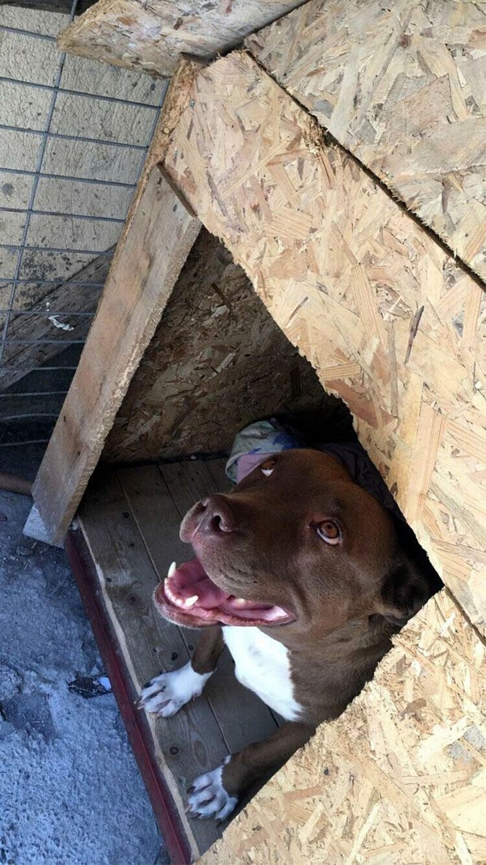 Pitbull cinayetine 6 yıla kadar hapis istemi -2