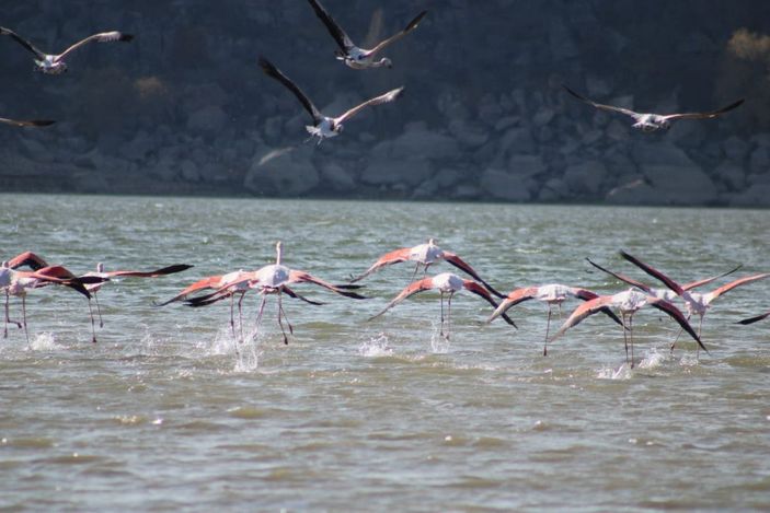 Tuz Gölü’nde sular azalınca, flamingolar sulak alanlara kanat çırptı -4