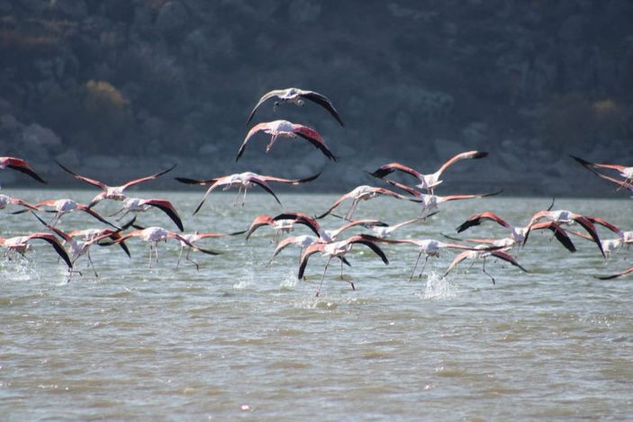 Tuz Gölü’nde sular azalınca, flamingolar sulak alanlara kanat çırptı -5