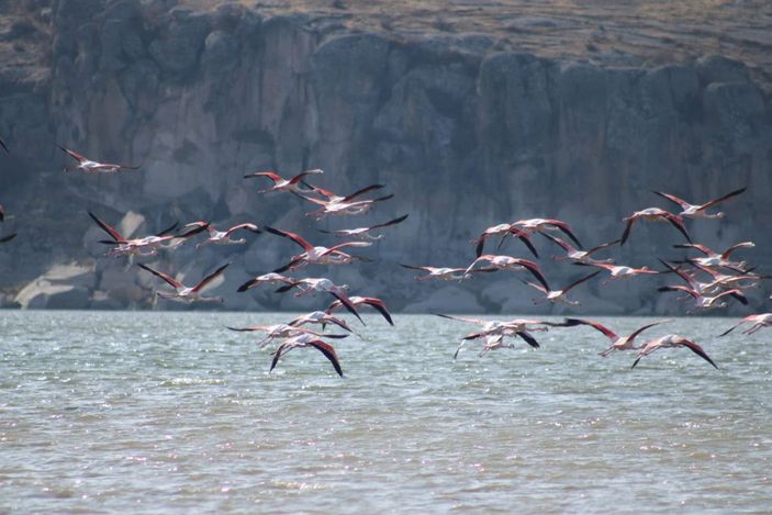 d Tuz Gölü’nde sular azalınca, flamingolar sulak alanlara kanat çırptı -10