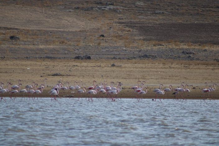 Tuz Gölü’nde sular azalınca, flamingolar sulak alanlara kanat çırptı -9