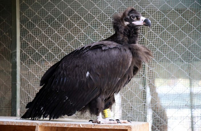 Bulgaristan'da halkalanıp, Antalya'da bitkin bulunan kara akbaba doğaya salındı -2