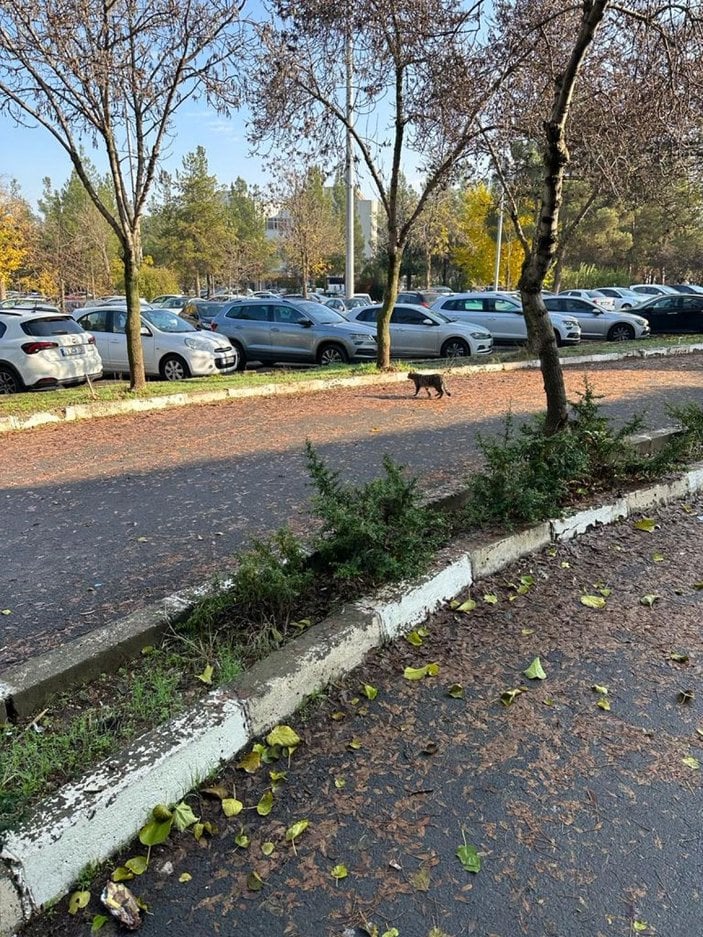 Dicle Üniversitesi kampüsünde nesli tehlike altındaki yaban kedisi görüntülendi -3