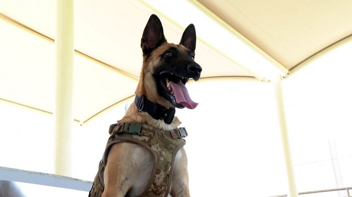 Dünya Kupası'nda TSK'nın bomba arama köpekleri de görev yapıyor -4