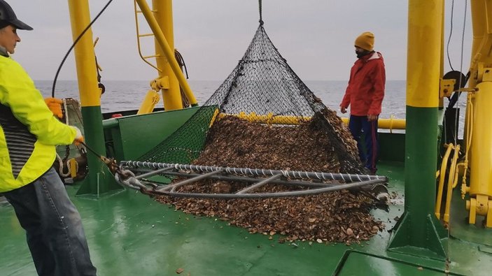 Aşırı avlanma Karadeniz'de deniz salyangozu stokunu yüzde 20 azalttı -2