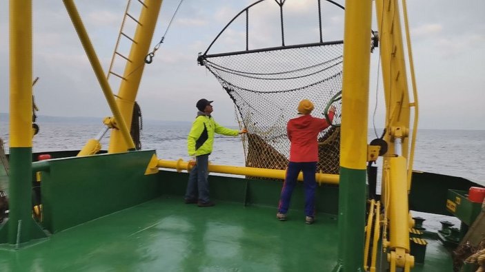 Aşırı avlanma Karadeniz'de deniz salyangozu stokunu yüzde 20 azalttı -3