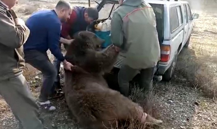 Kastamonu'da aracın çarptığı ayı öldü -4