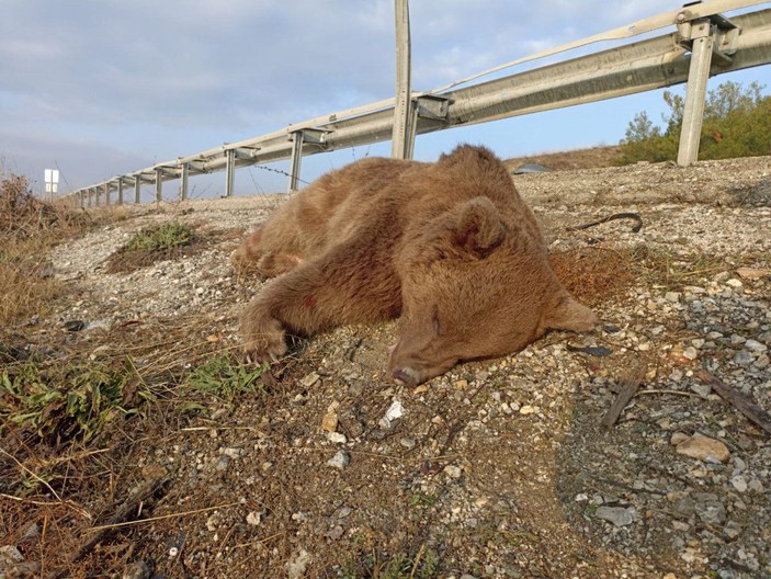 Kastamonu'da aracın çarptığı ayı öldü -1