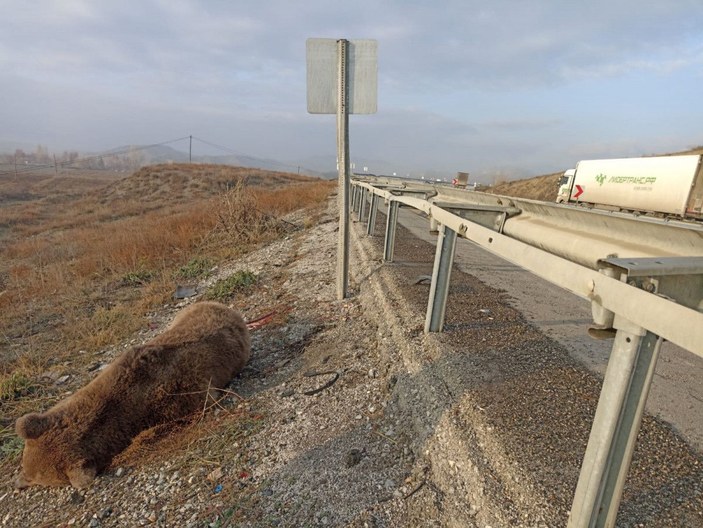 Kastamonu'da aracın çarptığı ayı öldü -3