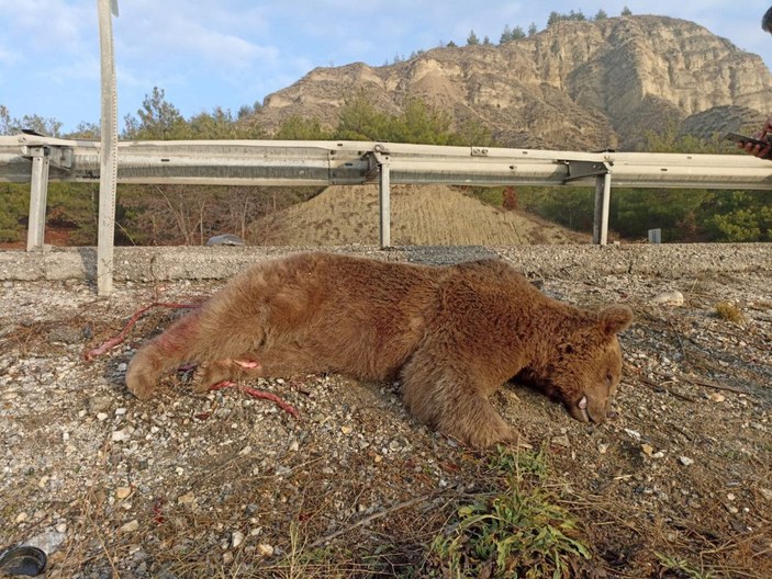 Kastamonu'da aracın çarptığı ayı öldü -2