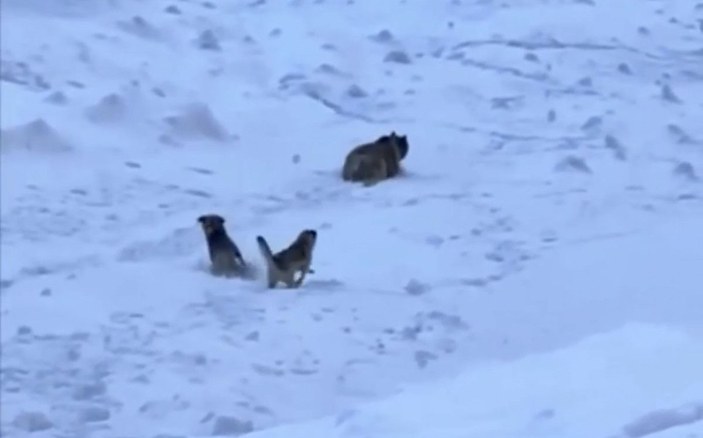 Karlı dağa tırmanan dağcıları, ayı saldırısından Kangal köpekleri kurtardı -1