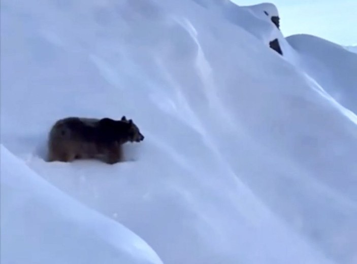 Karlı dağa tırmanan dağcıları, ayı saldırısından Kangal köpekleri kurtardı -5