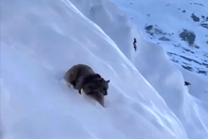 Karlı dağa tırmanan dağcıları, ayı saldırısından Kangal köpekleri kurtardı -2