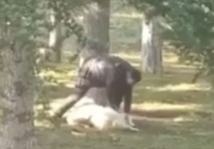 Parkta köpeğe sopalı- yumruklu işkenceye gözaltı -1