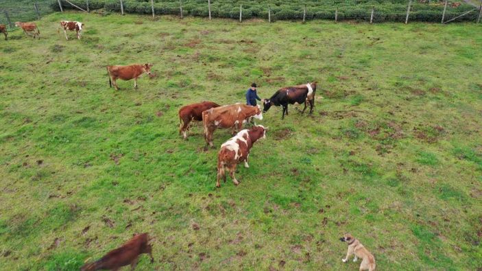 Üniversiteyi terk eden Artvinli genç, köy hayatını seçti